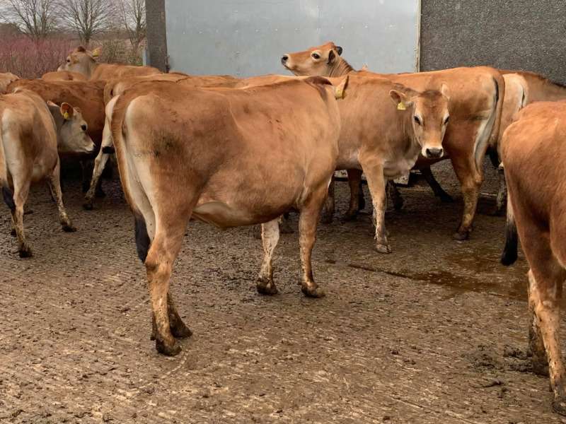 Buy Pregnant Jersey Cows Online