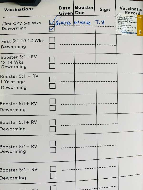 German Shepherd Puppies