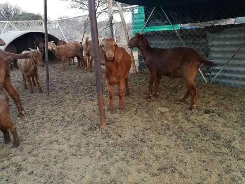 Kalahari Red Goats