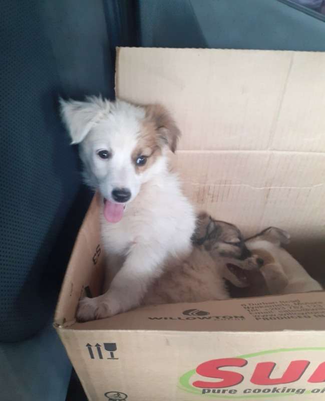 Jack Russell/toy Pom Cross Puppies For Sale