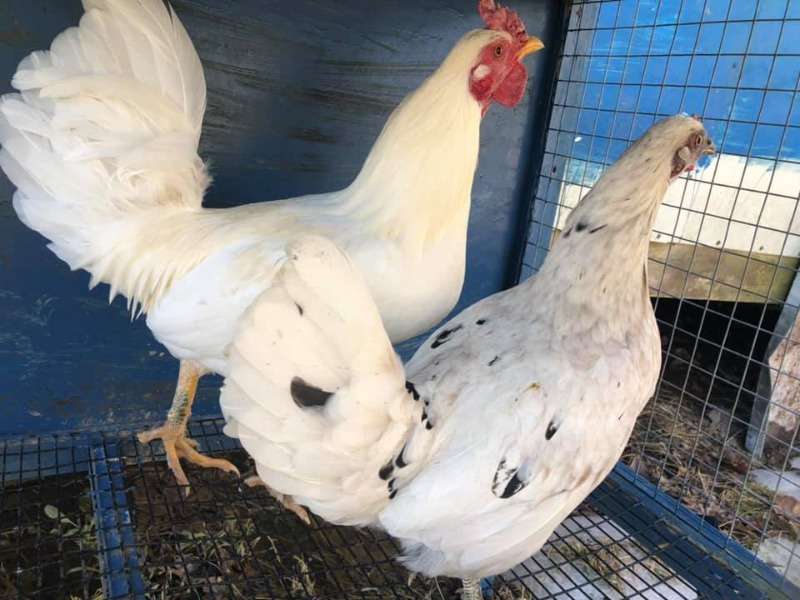 Available Leghorn Chickens