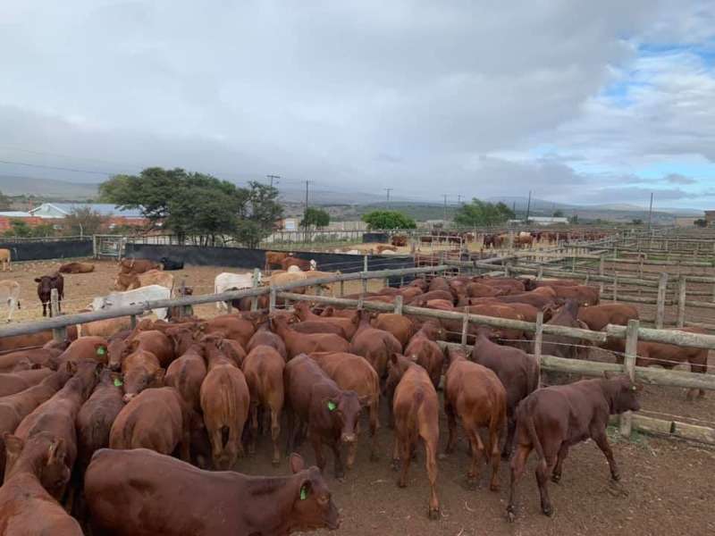 Cattle And Calves At Workable Prices