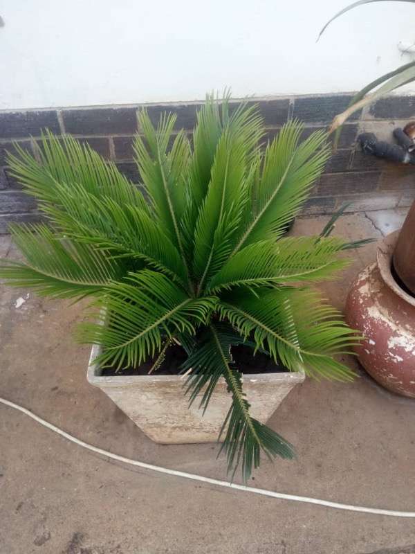 View 2 of Cycad With Pot