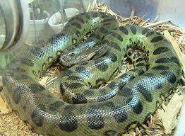 Try Ukuthwala (snake) Effective Spiritual Money Spells In South Africa Uk & Europe????+27788804343