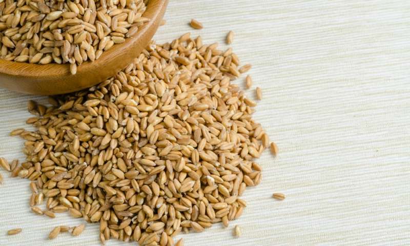 Farro Wheat For Sale