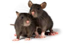 fumigation and pest control services