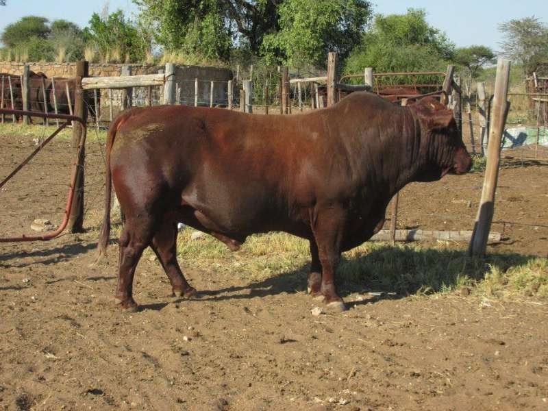 Beef And Dairy Cattle For Sale