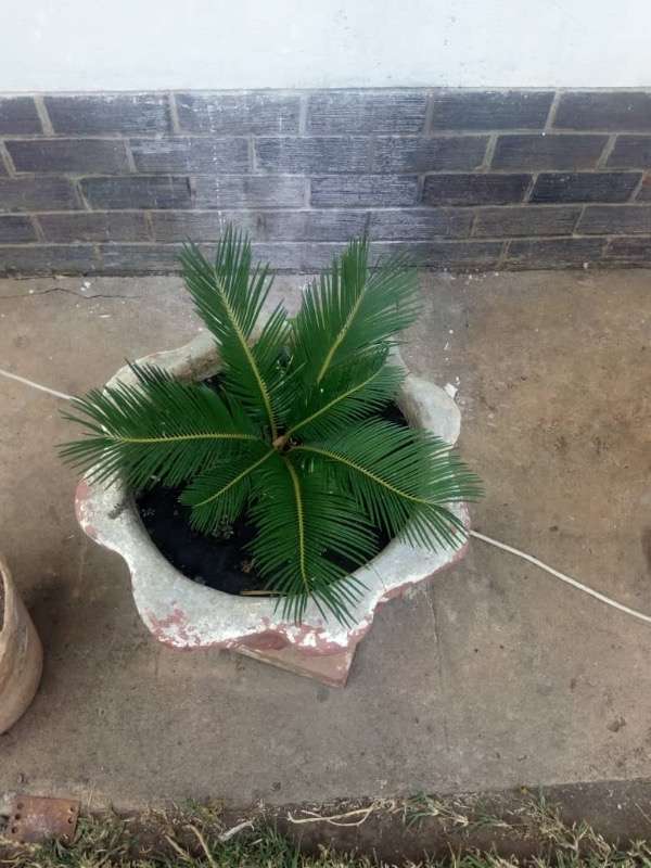 View 3 of Cycad With Pot