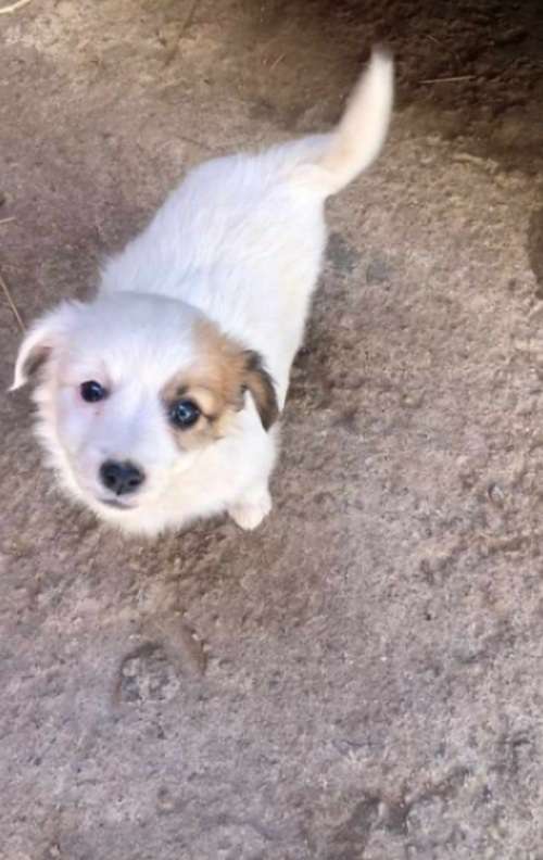 Jack Russell/toy Pom Cross Puppies For Sale | Zimexapp Marketplace