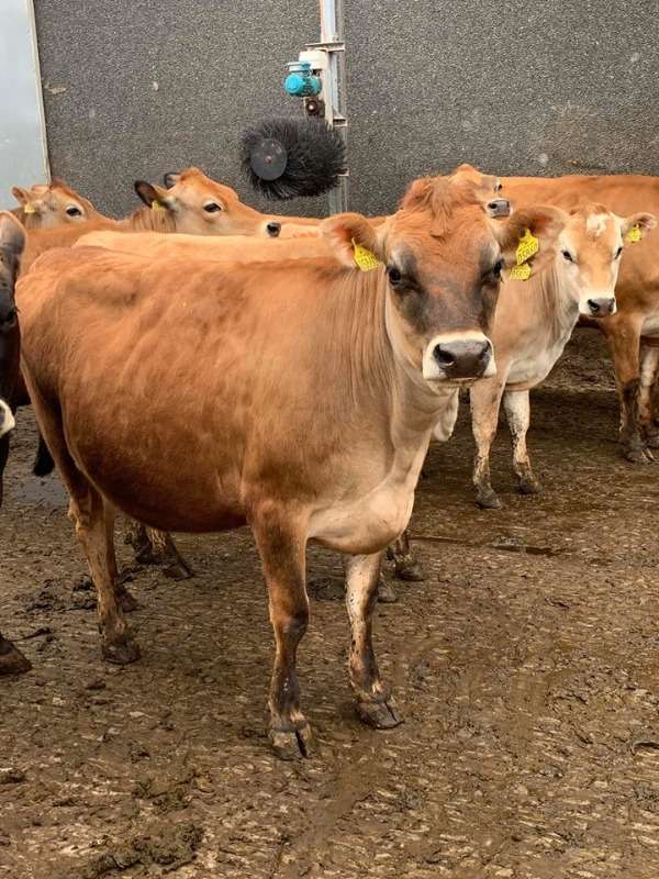 Pregnant Heifers For Sale