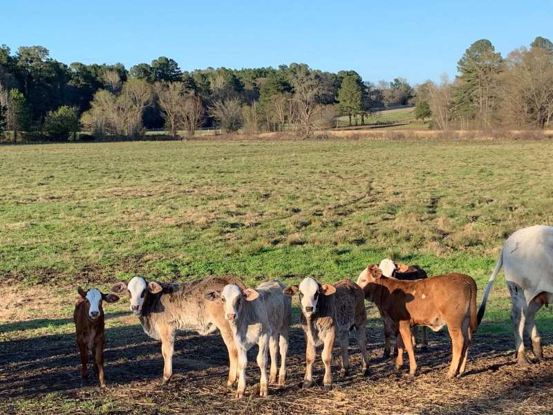 Cattles For Sale Whatsapp +27734531381