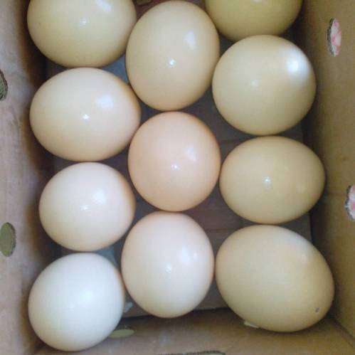 Black Neck Ostrich Chicks / Eggs