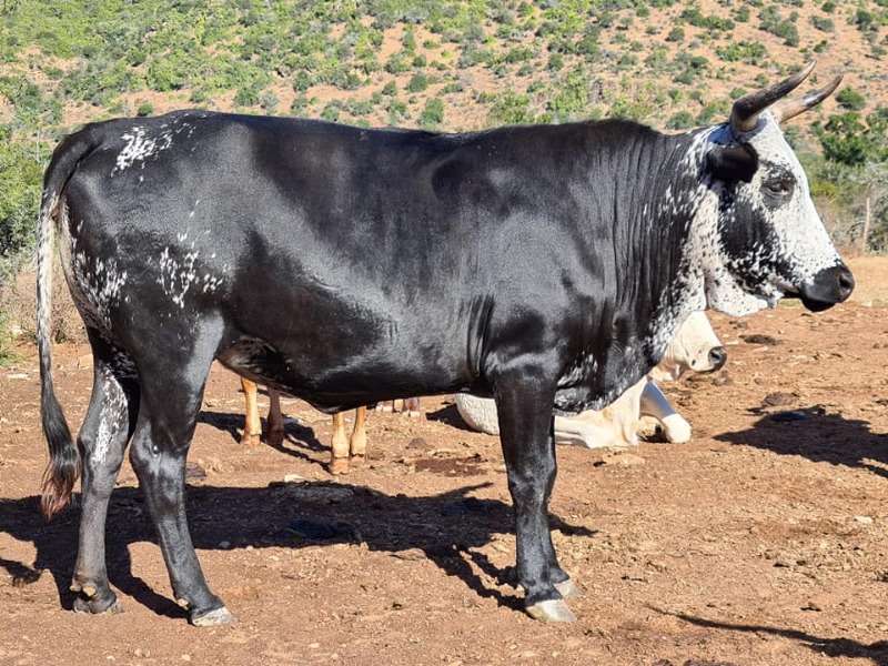 Healthy Nguni Cattle And Calves
