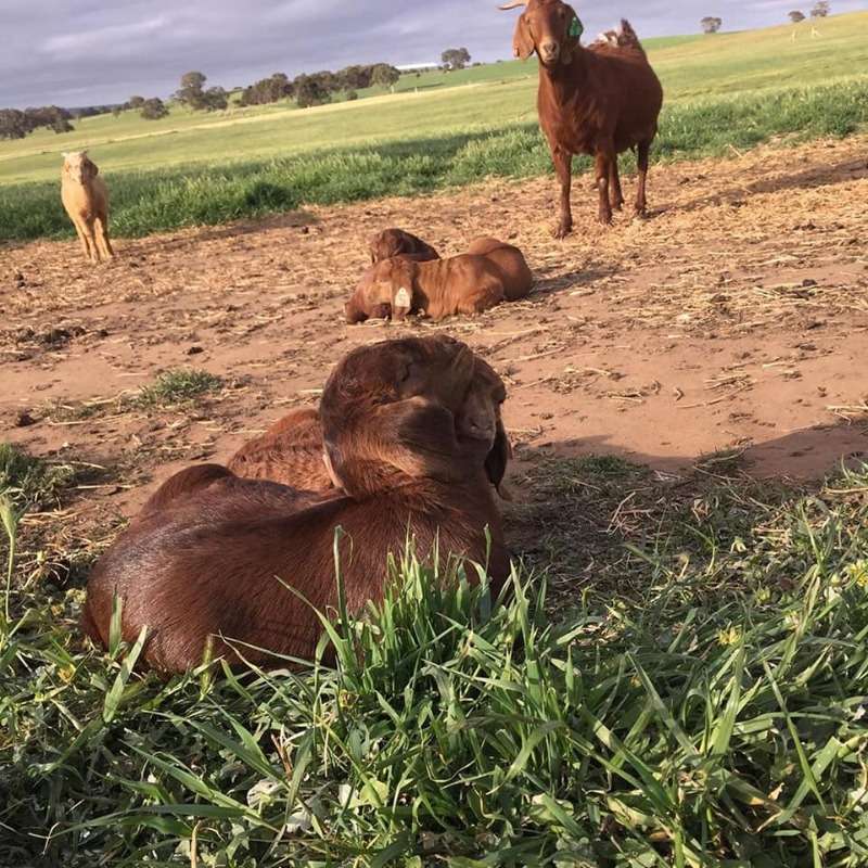 Kalahari Buck And Does Available