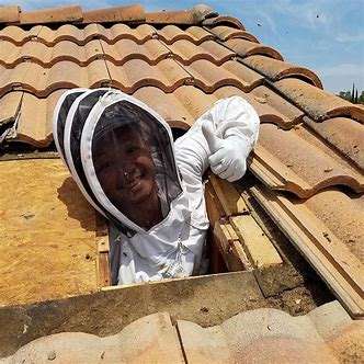 bee removal services  | pest control company