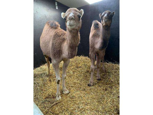 Camels For Sale Whatsapp +27734531381
