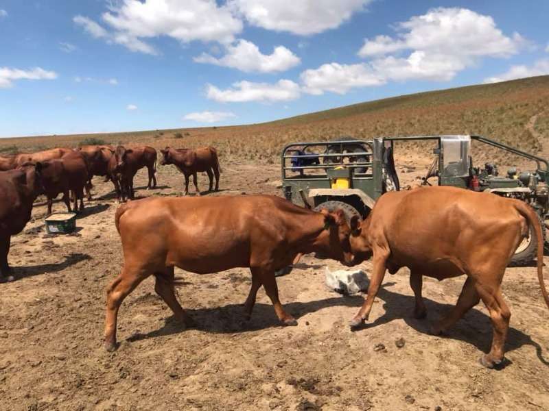 Healthy Beef And Diary Cattle For Sale