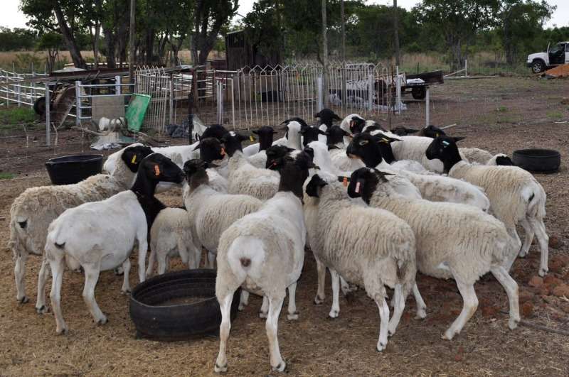 Buy Dorper And Merino Lambs Online