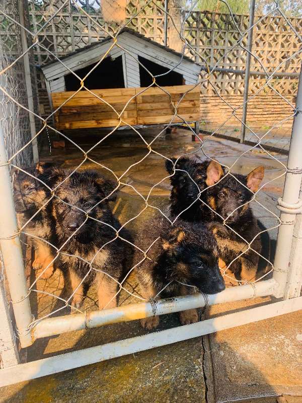German Shepherd Puppies