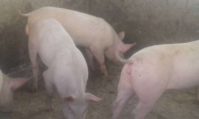 Porker Pigs