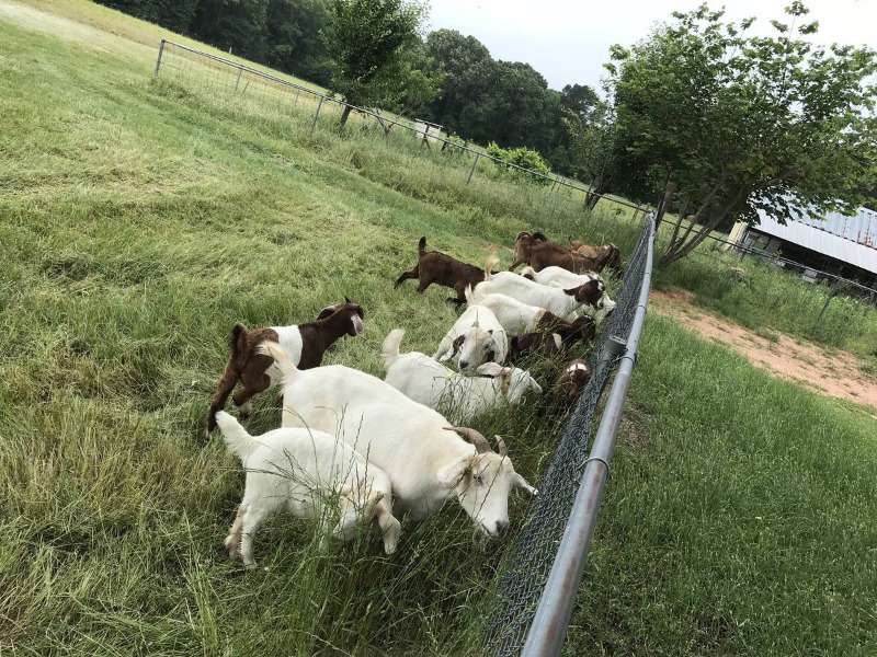 Dairy & Beef Goats For Sale Whatsapp +27734531381