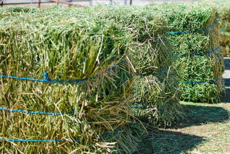 Alfalfa Hay For Sale