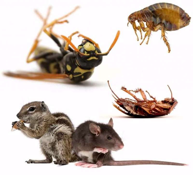 Pest Control Specialists Services Call +263717662305