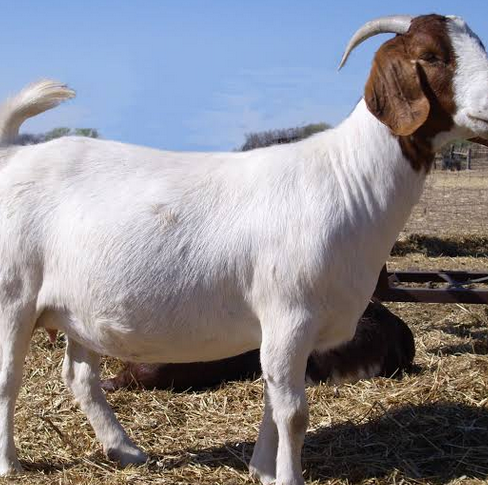 We Sell Top Quality Live Sheep, Goats And Cattle ( Steer, Cows & Calf)