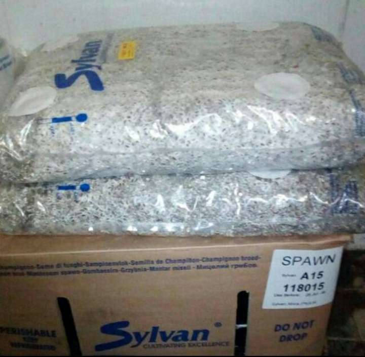 Mushroom Button Seeds