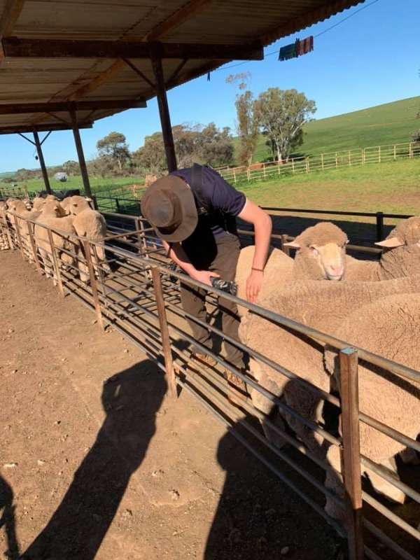 Merino Rams And Ewes For Sale
