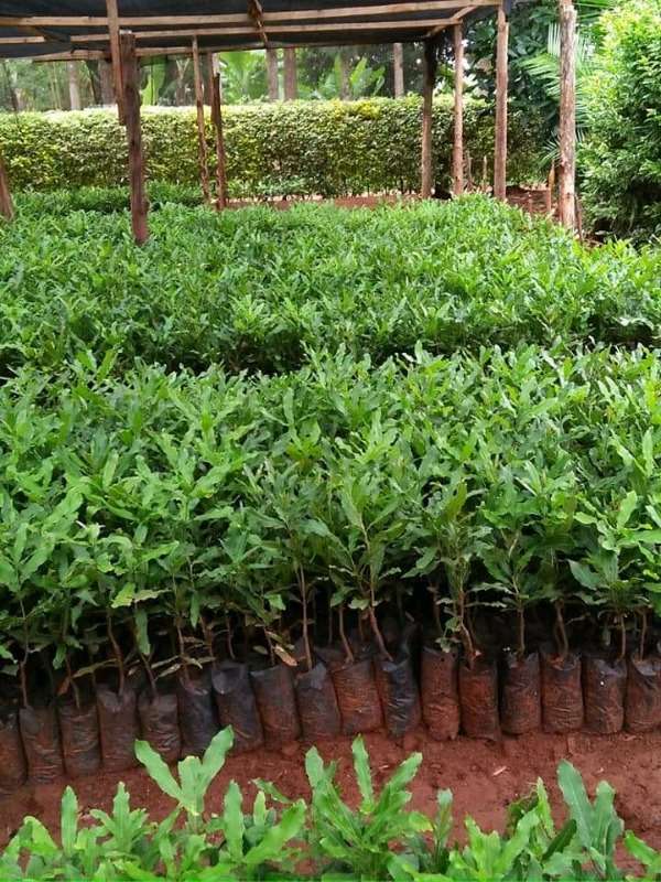 Macadamia Seedlings (beaumont Variety)