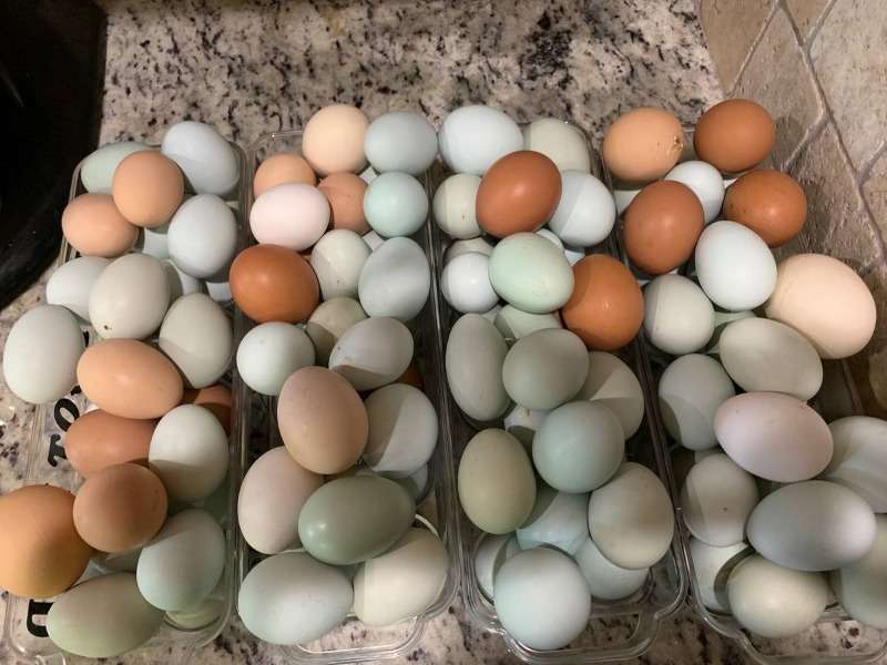 Chicken Table Eggs & Fertile Eggs Whatsapp +27734531381