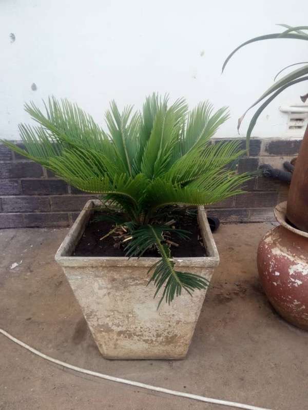 Cycad With Pot
