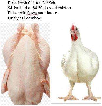 Live Or Dressed Chickens