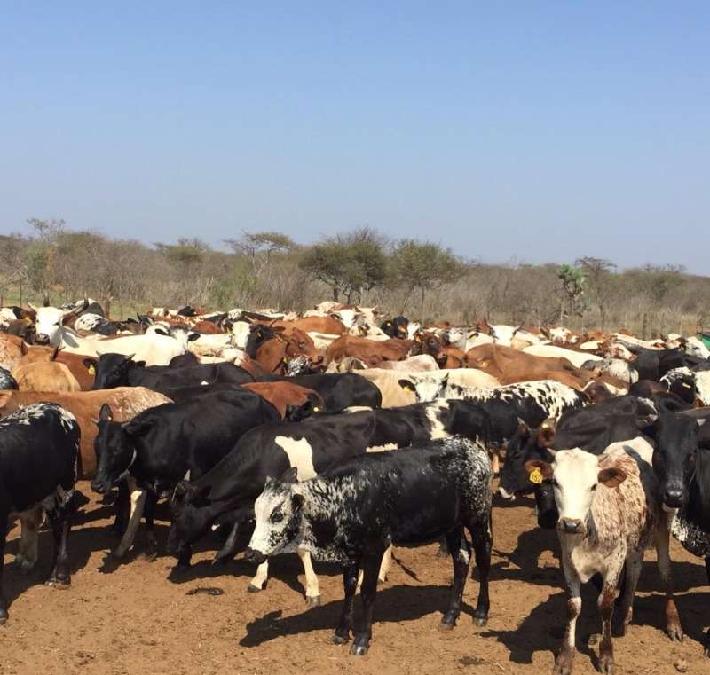 Nguni Cattle / Nguni Calves ... Whatsapp +27832458210