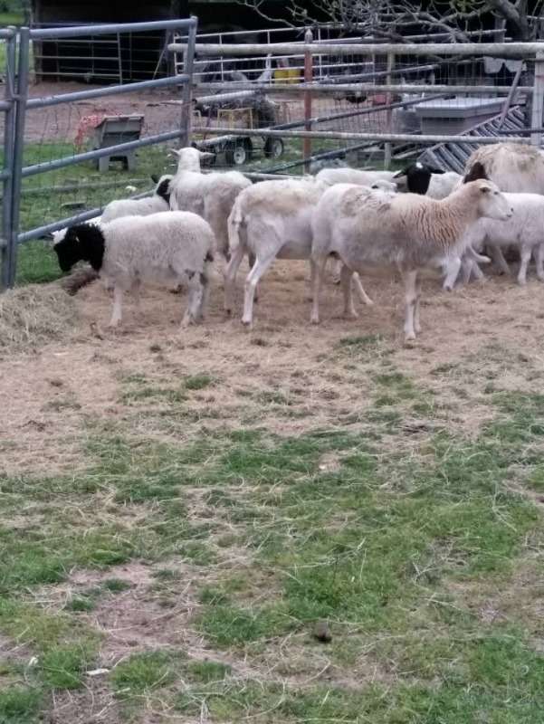 Dorper And Merino Lambs For Sale