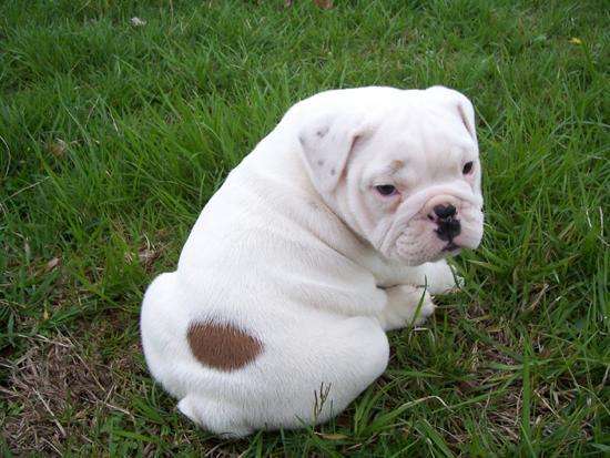 Cute English Bulldog Puppies For Sale