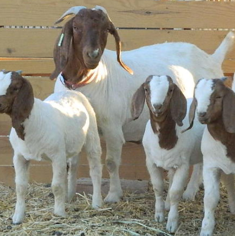 We Sell Top Quality Live Sheep, Goats And Cattle ( Steer, Cows & Calf)
