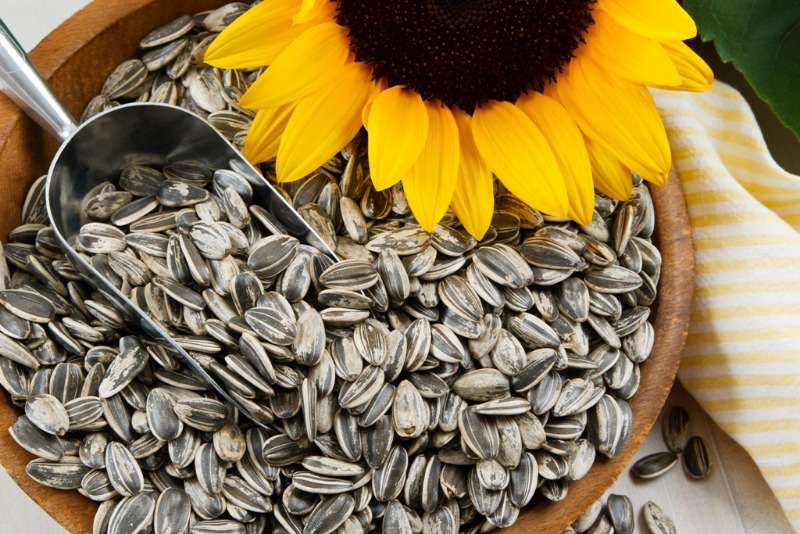 Sunflower Seeds For Sale