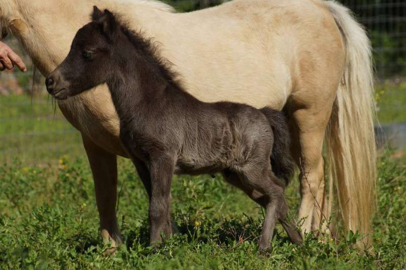 Horse And For Sale Whatsapp +27734531381