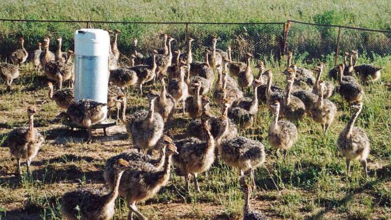 Healthy Ostrich Chicks South African Farmers