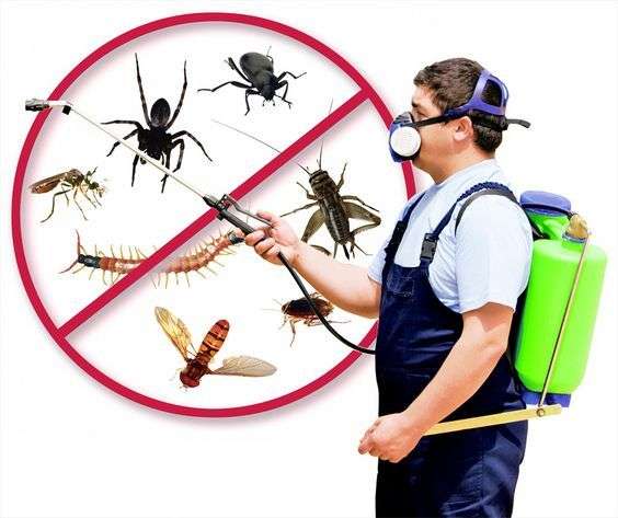 Fumigation Services