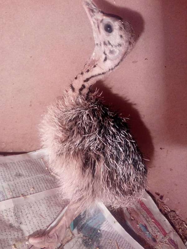 Buy Ostrich Chicks And Fertile Eggs Online Zimexapp Marketplace