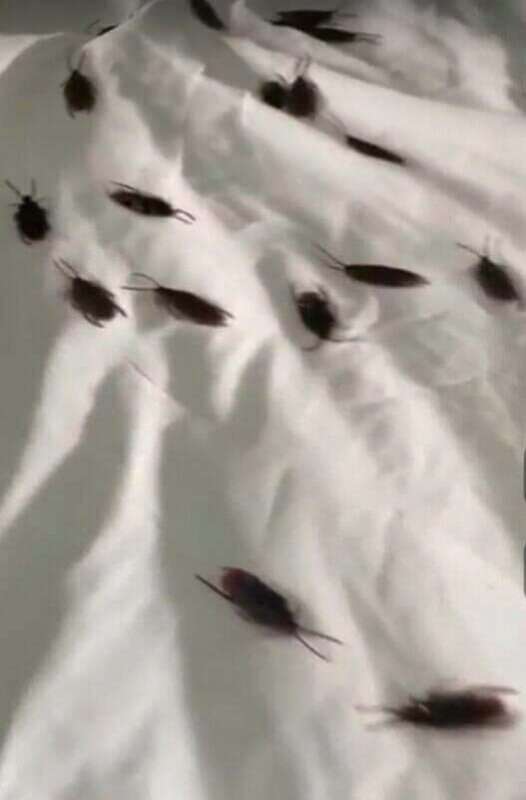 Pest Control Services