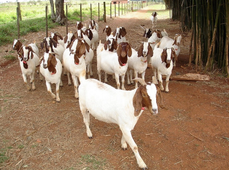 Discount Prices Full Blood Live Boer Goats / 100% Pureblood Mature Boar Goat