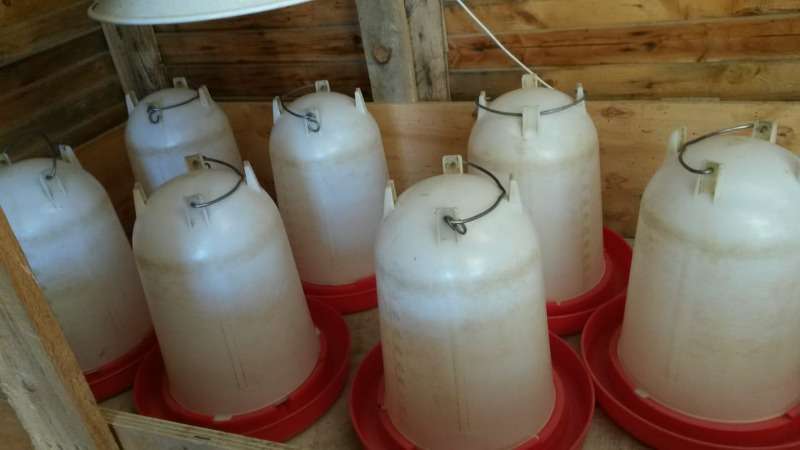 Poultry Seed Feeders For Sale