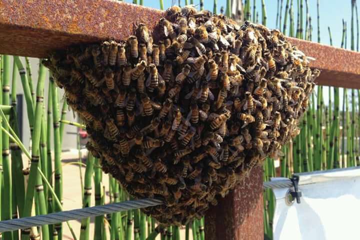 bee removal services