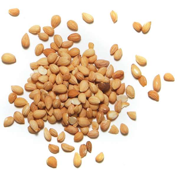 Mahlab Spice For Sale