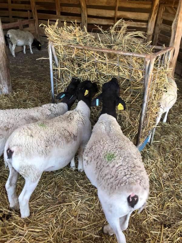 Dorper Sheep Ready For Sale