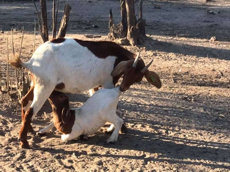 South African Boer Goats Supplier
